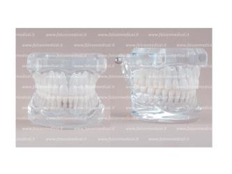 Real Series - modello endodontico trasparente, dim. normale