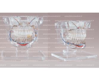 Real Series - modello chirurgico trasparente con struttura ossea, ramifi