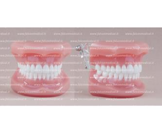 Real Series Orthodonticl model pink base, Class I ideal occlusion