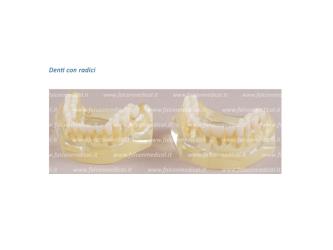 Real Series - Modello ortodontico, base flessibile, Classe I - denti amo