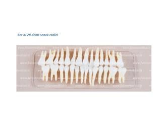 Set di 28 denti in plastica senza radici per Typodont